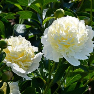 Paeonia lactiflora / Bijūnas LAURA DESSERT