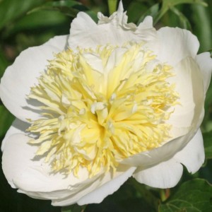 Paeonia lactiflora / Bijūnas LAURA DESSERT