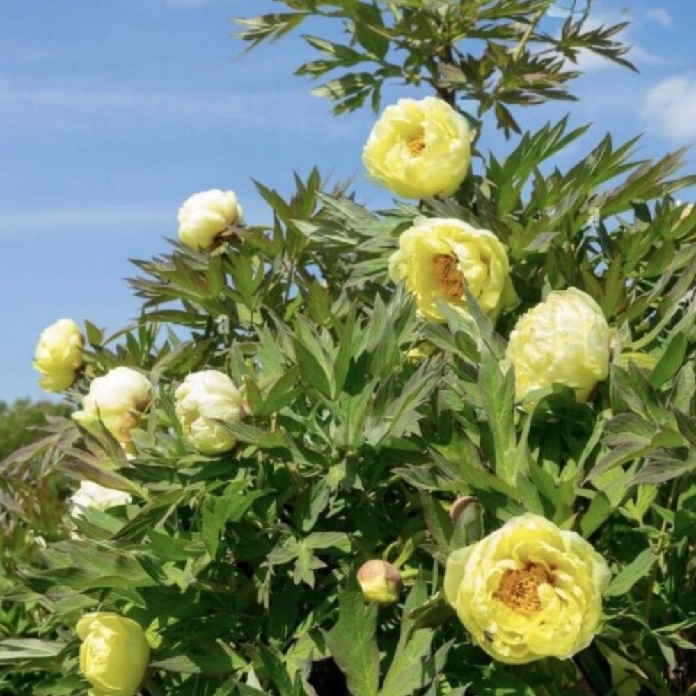 Paeonia lactiflora / Bijūnas LUTEA HIGH NOON