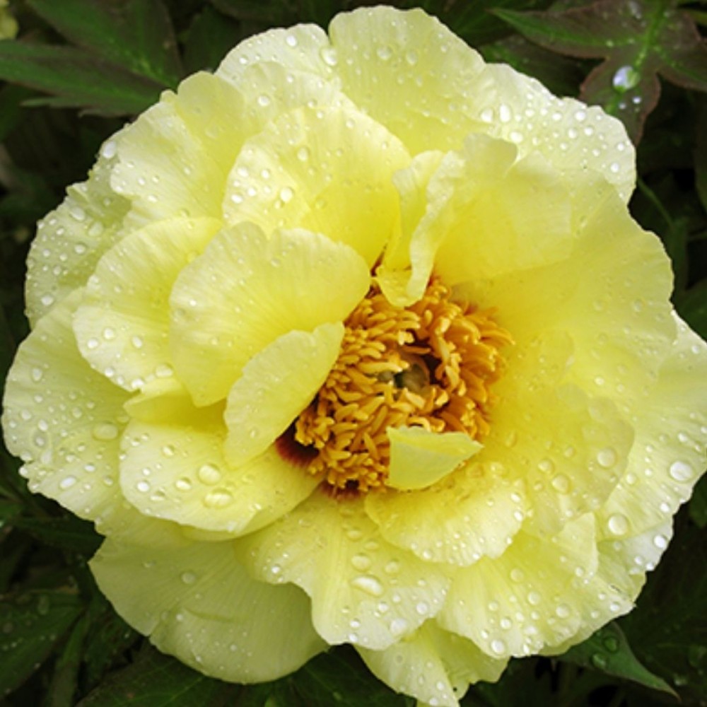 Paeonia lactiflora / Bijūnas LUTEA HIGH NOON