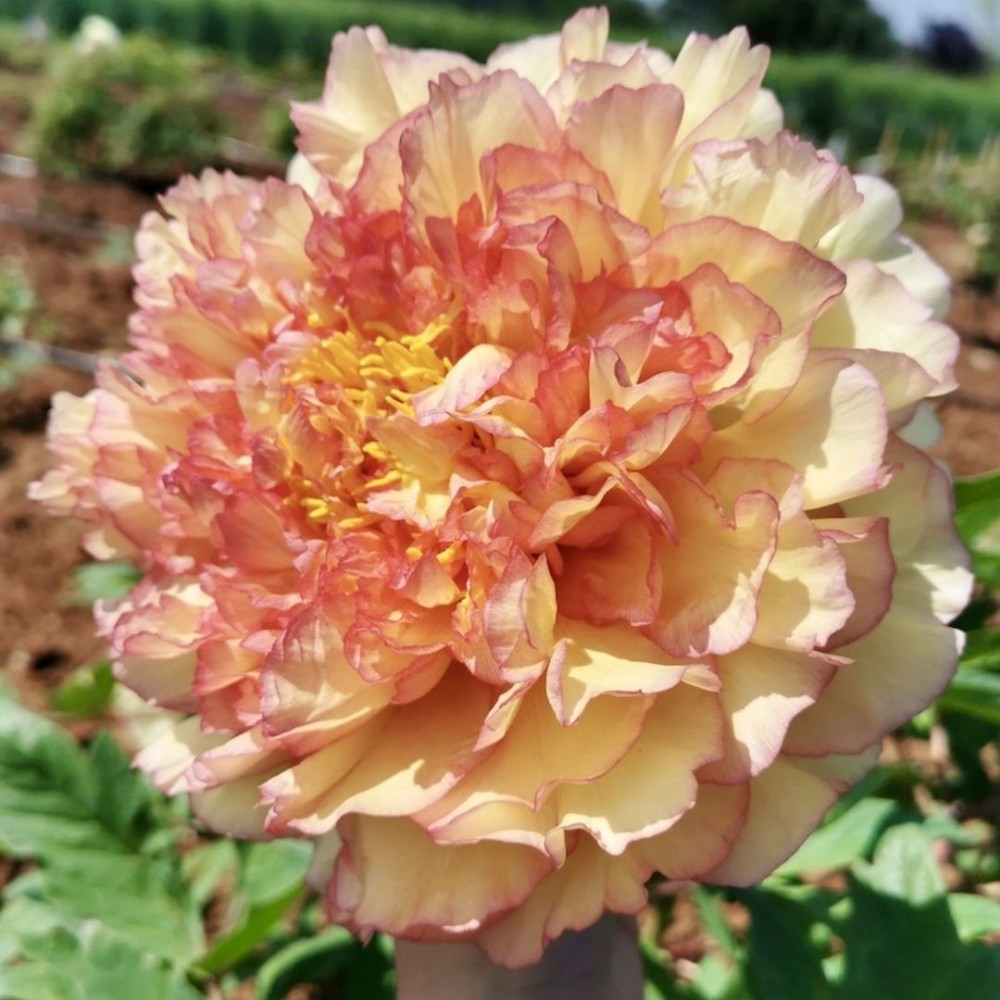 Paeonia / Bijūnas SOUVENIR DE MAXIME CORNU