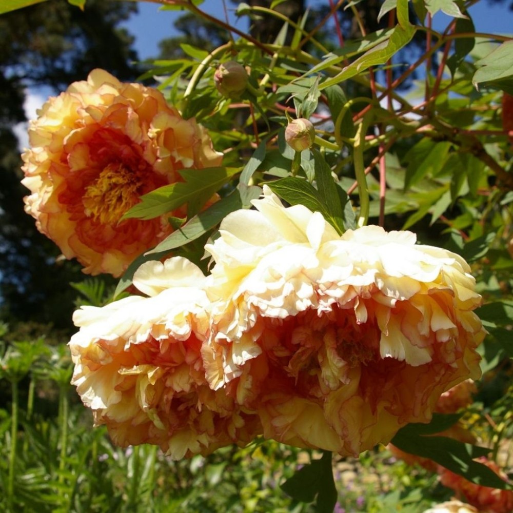 Paeonia / Bijūnas SOUVENIR DE MAXIME CORNU