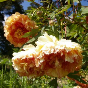 Paeonia / Bijūnas SOUVENIR DE MAXIME CORNU