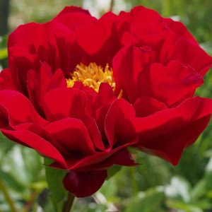 Peonija / Bijūnas MACKINAC GRAND