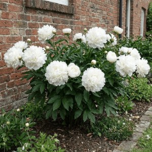 Paeonia / Bijūnas MADAME CLAUDE TAIN