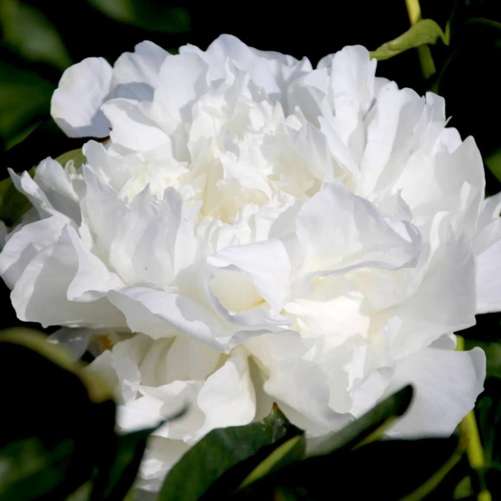 Paeonia / Bijūnas MADAME CLAUDE TAIN