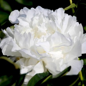 Paeonia / Bijūnas MADAME CLAUDE TAIN