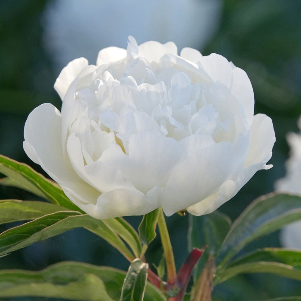 Paeonia / Bijūnas MADAME CLAUDE TAIN