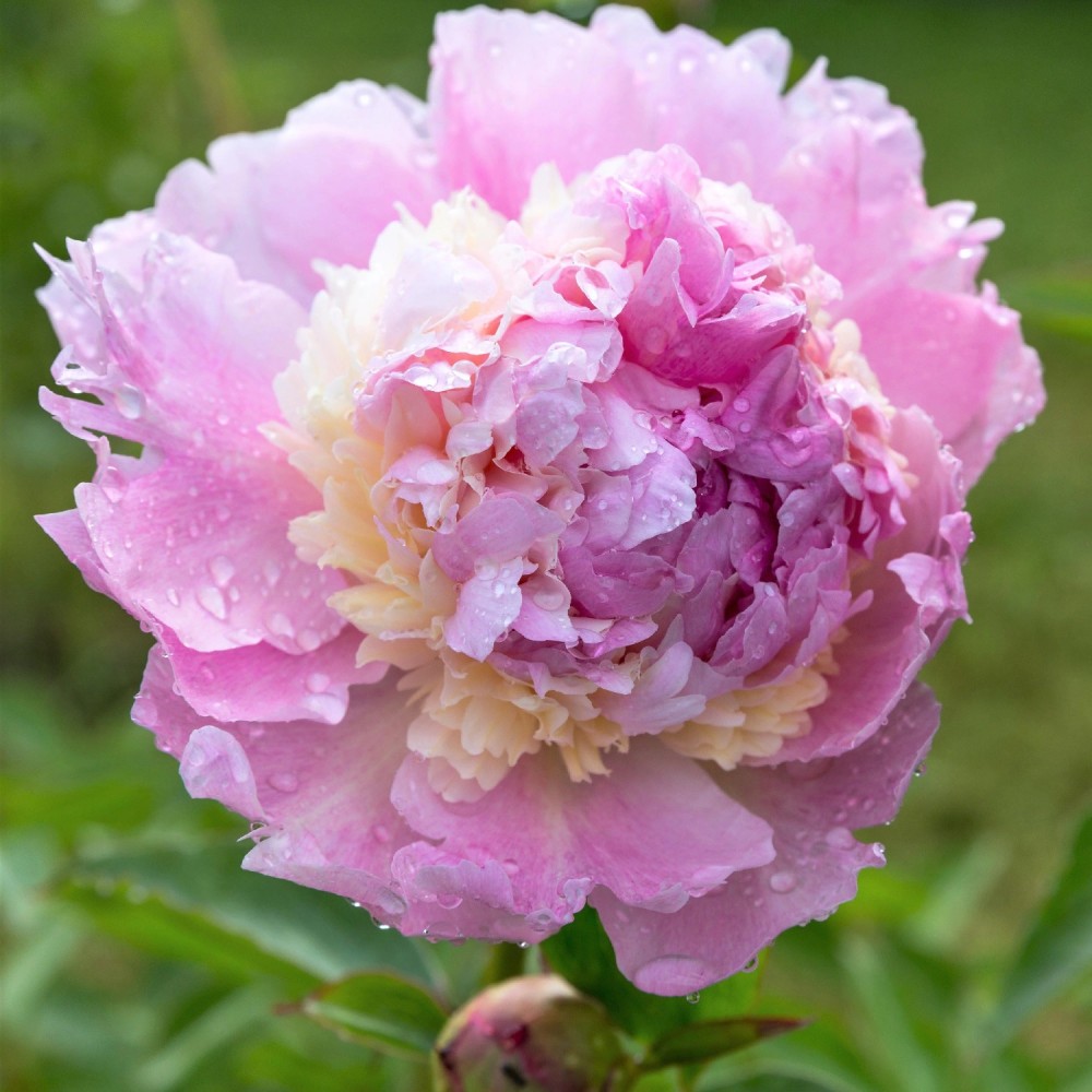 Paeonia / Bijūnas RASPBERRY SUNDAE