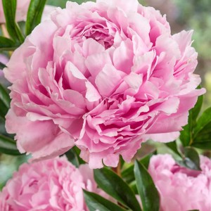 Paeonia / Bijūnas SARAH BERNHARDT SELECT
