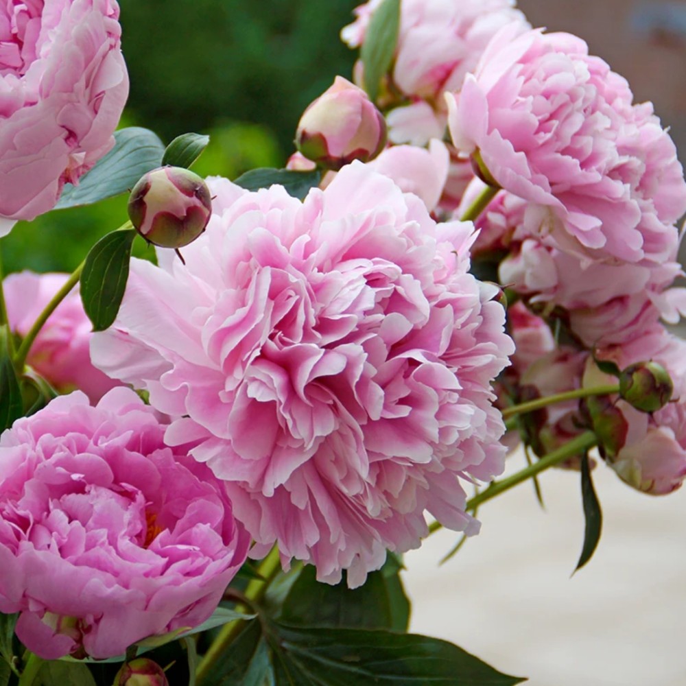 Paeonia / Bijūnas SARAH BERNHARDT SELECT