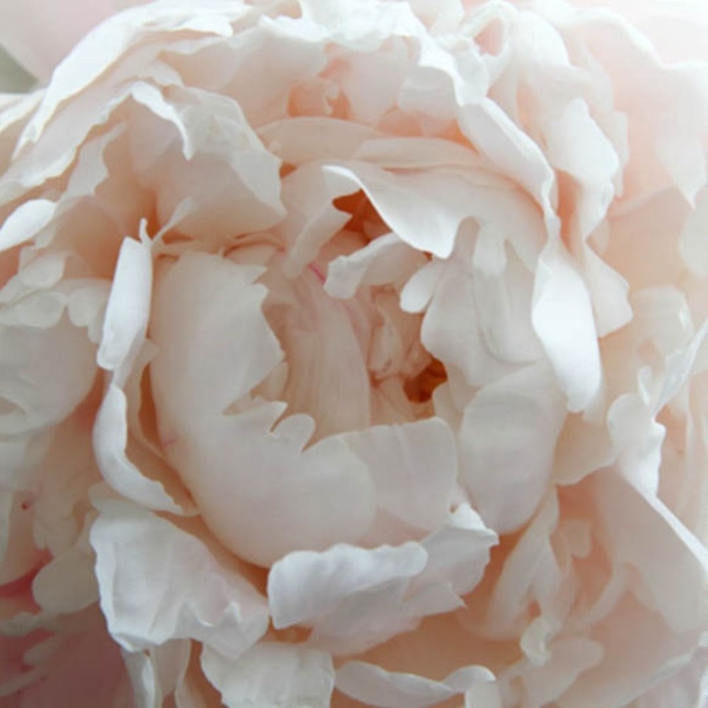Paeonia / Bijūnas SHIRLEY TEMPLE
