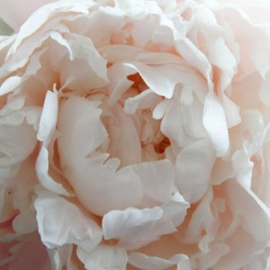Paeonia / Bijūnas SHIRLEY TEMPLE