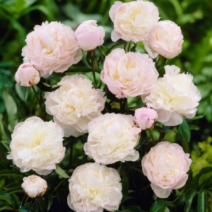Paeonia / Bijūnas SHIRLEY TEMPLE