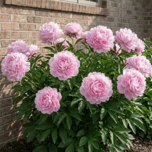 Paeonia lactiflora / BijūnasSUSIE Q