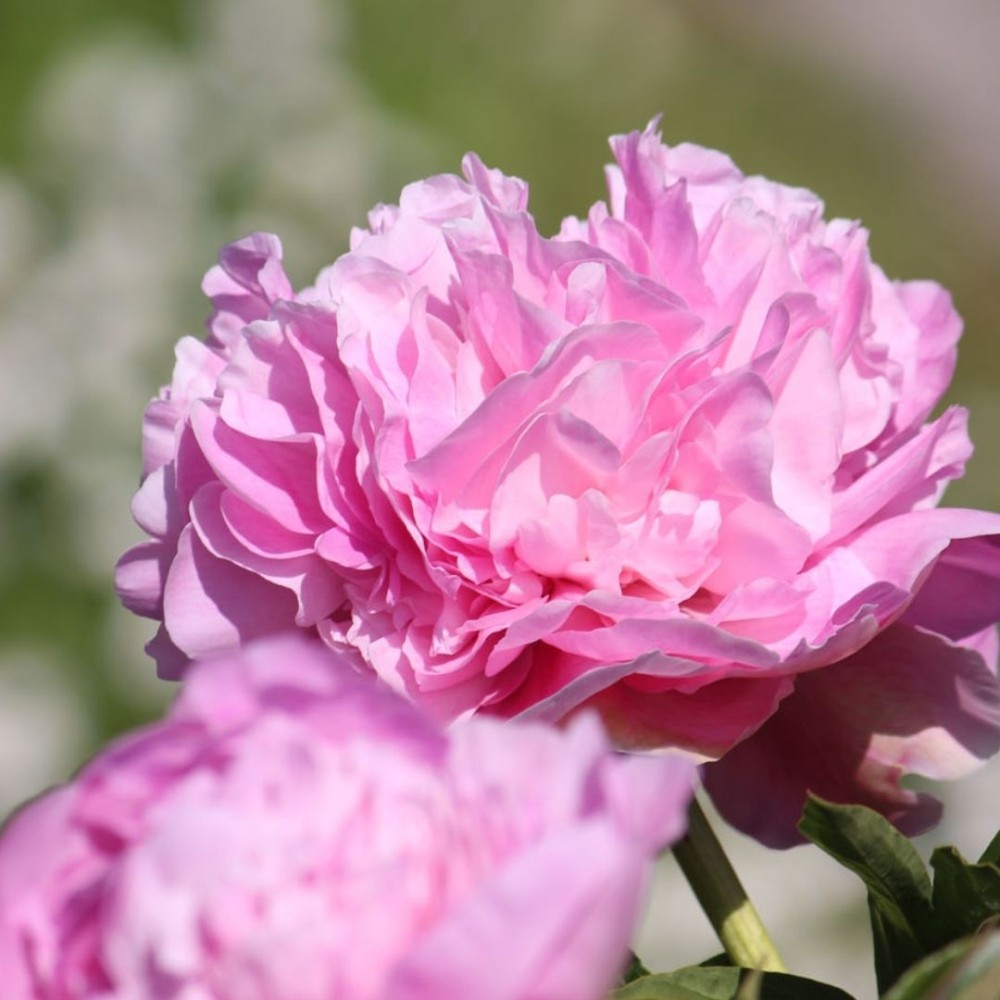 Paeonia lactiflora / BijūnasSUSIE Q