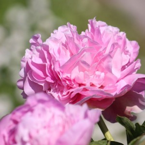 Paeonia lactiflora / BijūnasSUSIE Q
