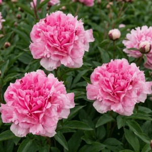 Paeonia lactiflora / Bijūnas THE FAWN