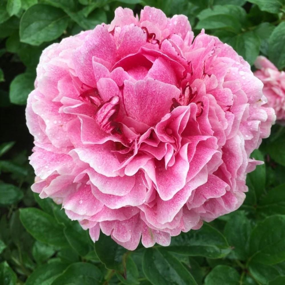 Paeonia lactiflora / Bijūnas THE FAWN
