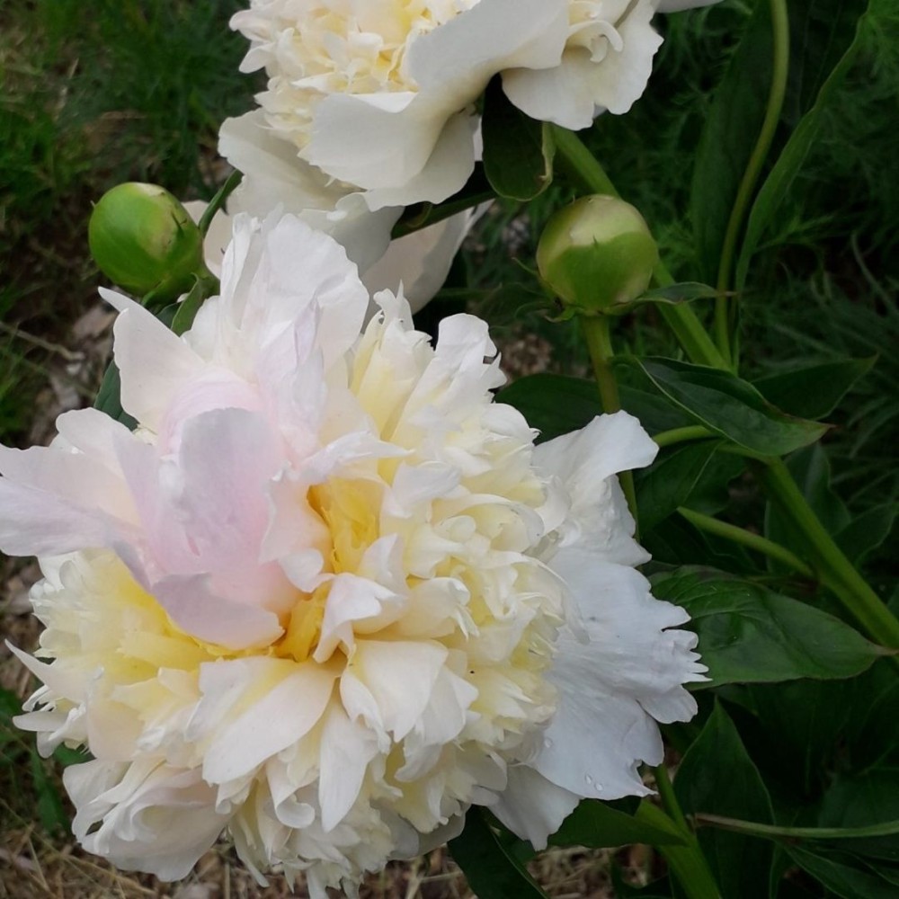 Paeonia lactiflora / Bijūnas TOP BRASS