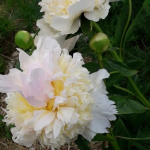 Paeonia lactiflora / Bijūnas TOP BRASS