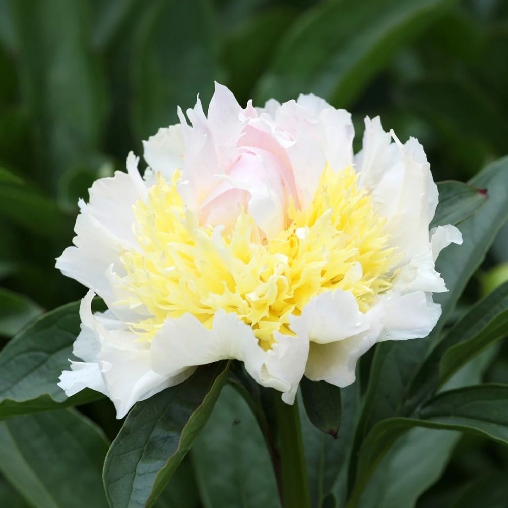 Paeonia lactiflora / Bijūnas TOP BRASS