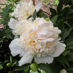Paeonia lactiflora / Bijūnas TOP BRASS