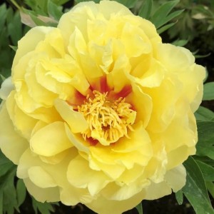 Paeonia / Bijūnas BARTZELLA