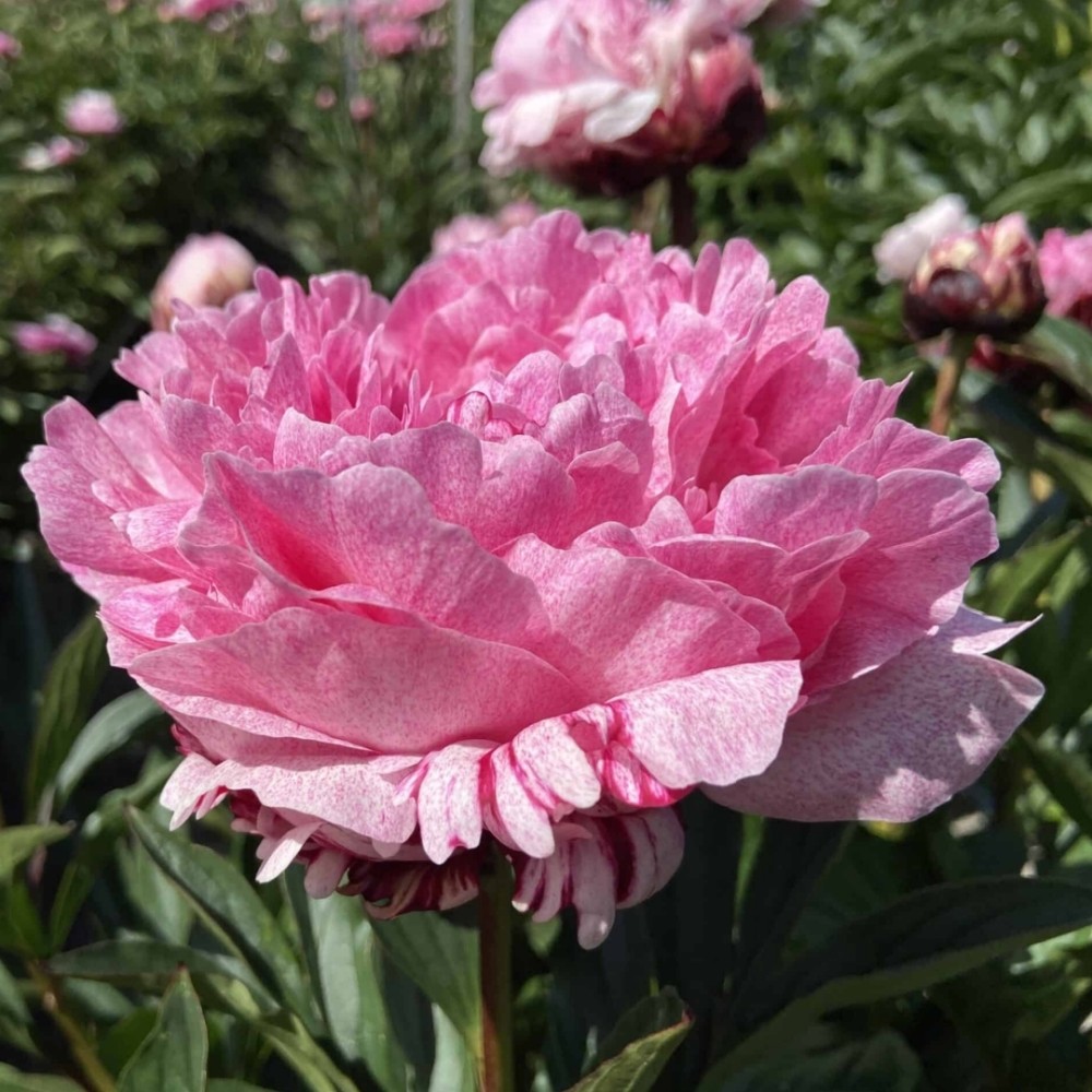 Paeonia / Bijūnas SARAH BERNHARDT SELECT
