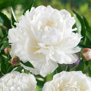 Paeonia / Bijūnas WHITE TOWERS