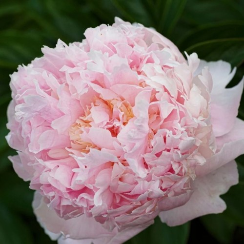 Paeonia / Bijūnas ANGEL CHEEKS