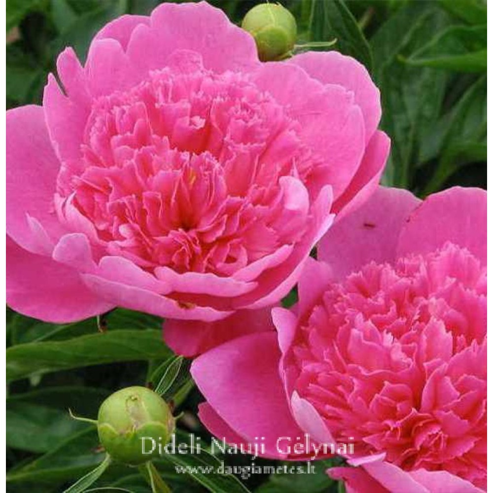 Paeonia / Bijūnas BOUQUET PERFECT