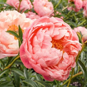 Paeonia / Bijūnas CORAL CHARM