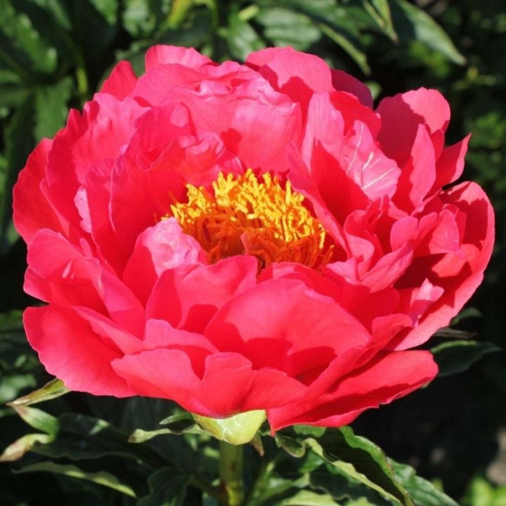 Paeonia / Bijūnas CORAL MAGIC