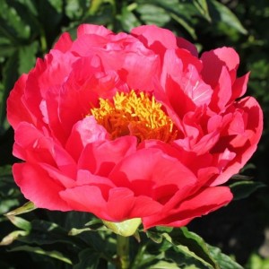 Paeonia / Bijūnas CORAL MAGIC