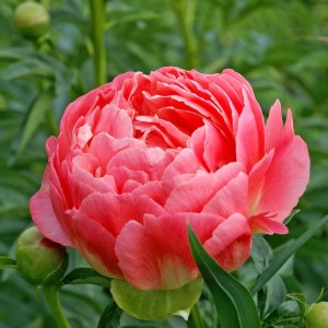 Paeonia / Bijūnas CORAL SUNSET