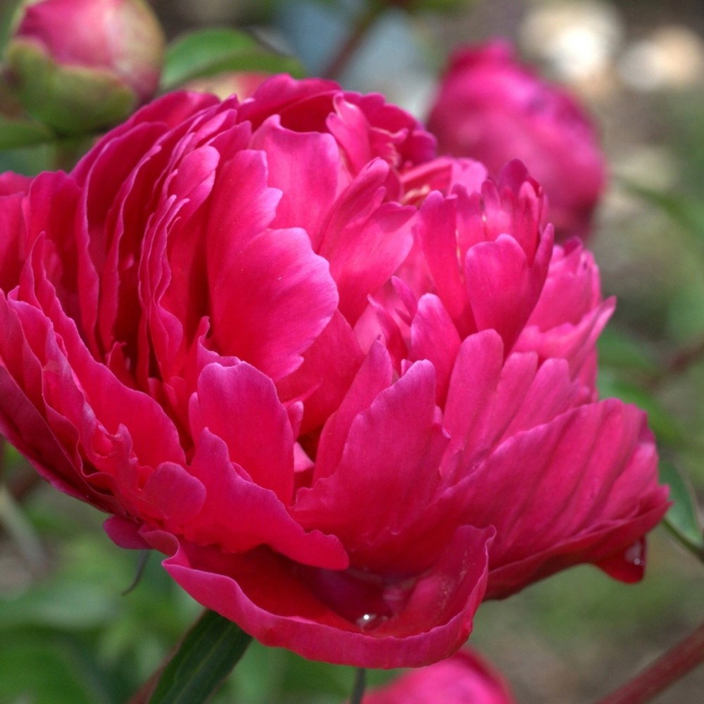 Paeonia / Bijūnas FIONA