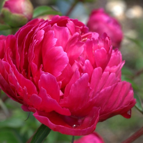 Paeonia / Bijūnas FIONA
