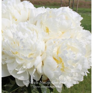 Paeonia / Bijūnas IVORY VICTORY