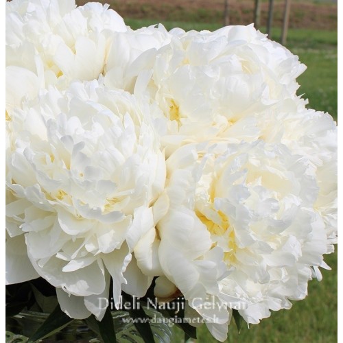 Paeonia / Bijūnas IVORY VICTORY