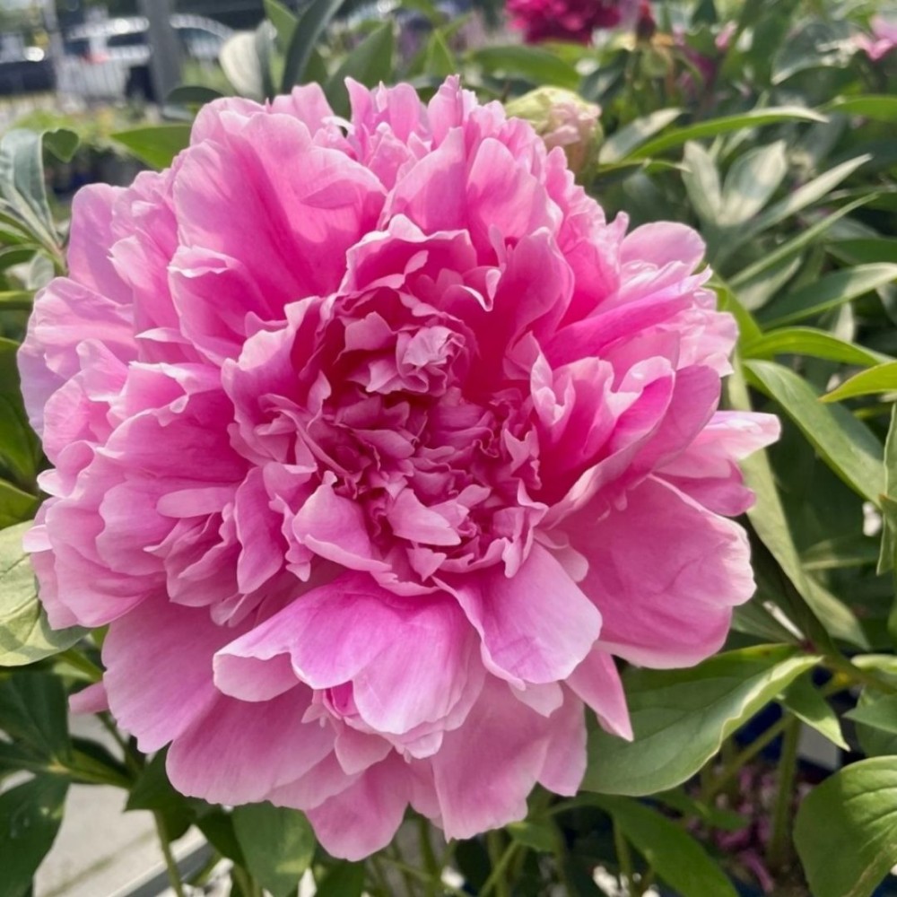 Paeonia / Bijūnas JACORMA