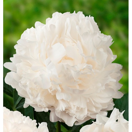 Paeonia / Bijūnas MADAME CLAUDE TAIN