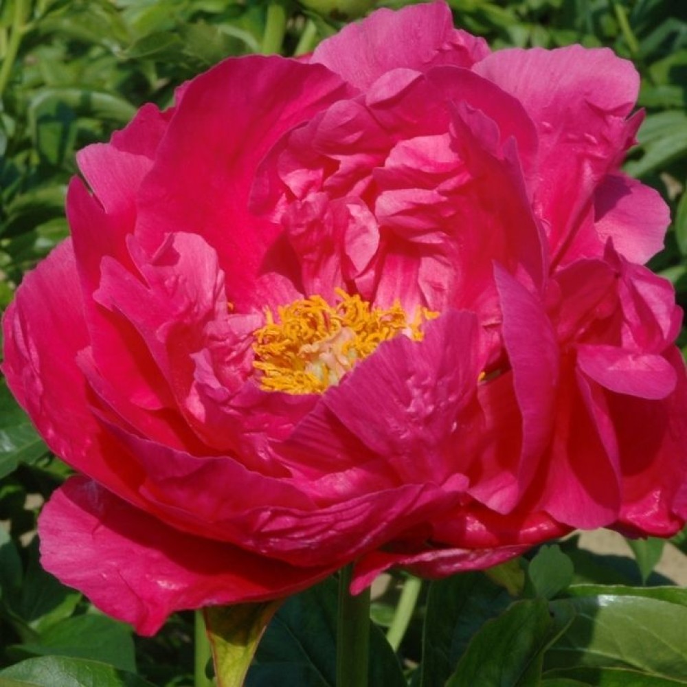 Paeonia / Bijūnas PAULA FAY
