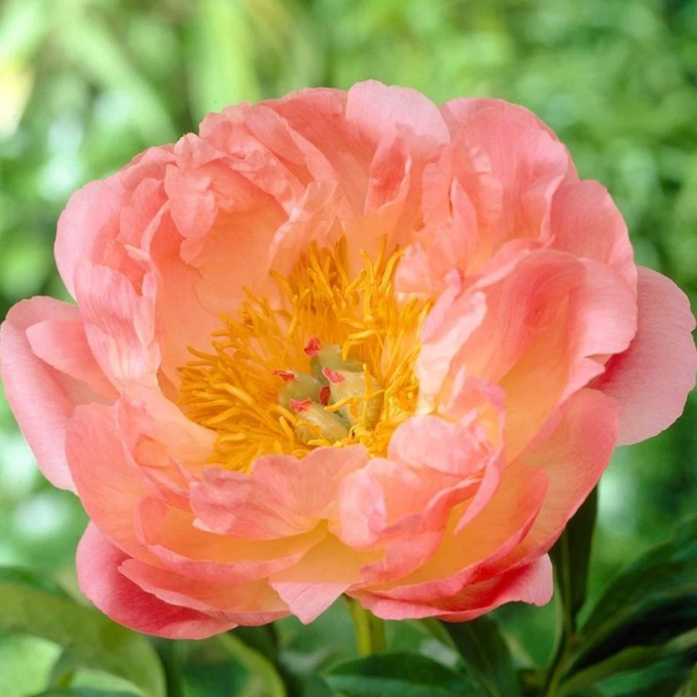 Paeonia / Bijūnas PINK HAWAIIAN CORAL