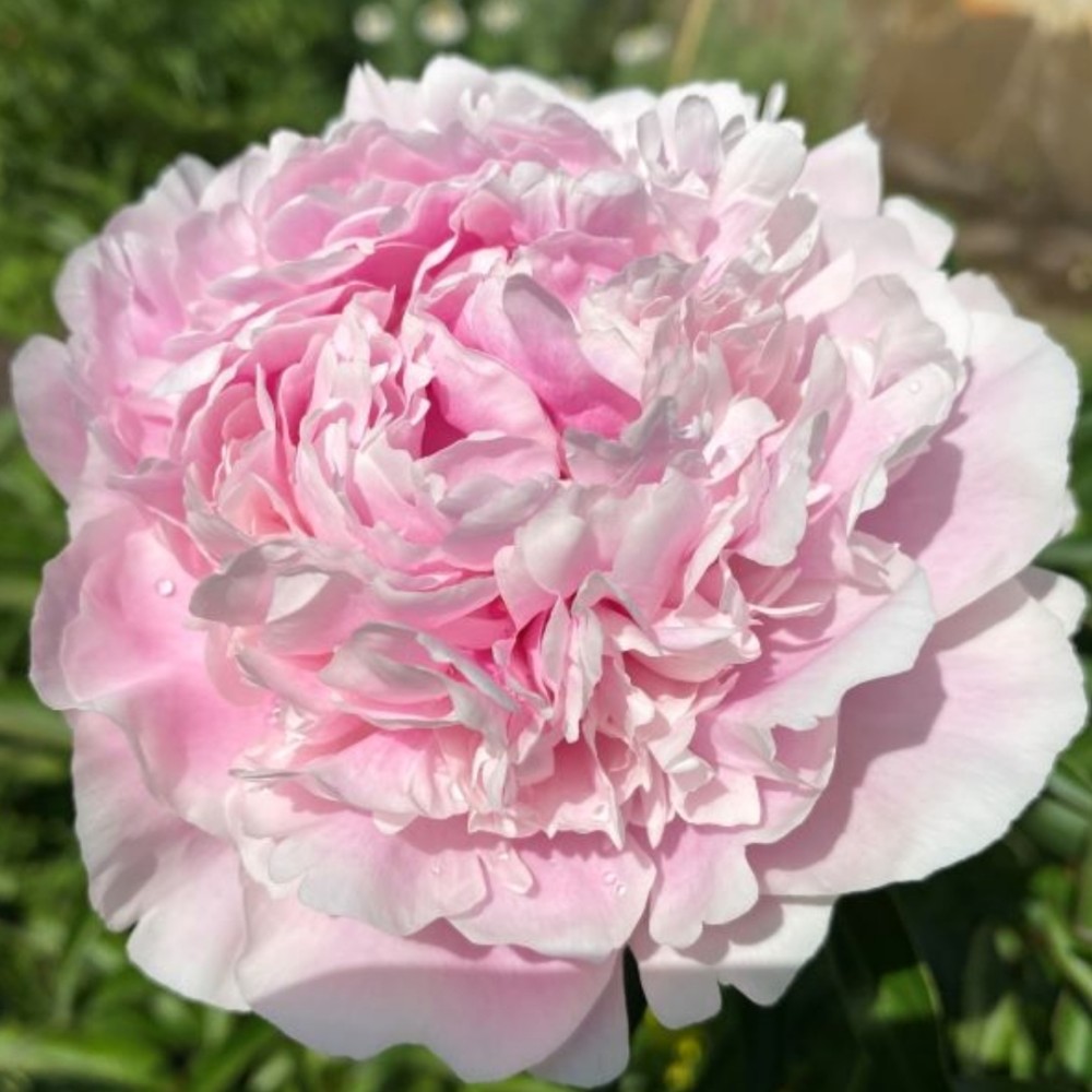 Paeonia / Bijūnas PRESIDENT TAFT