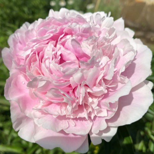 Paeonia / Bijūnas PRESIDENT TAFT