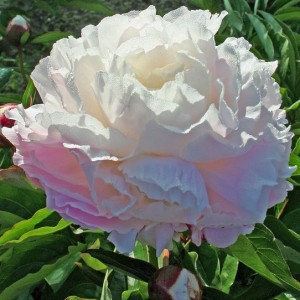 Paeonia / Bijūnas SHIRLEY TEMPLE