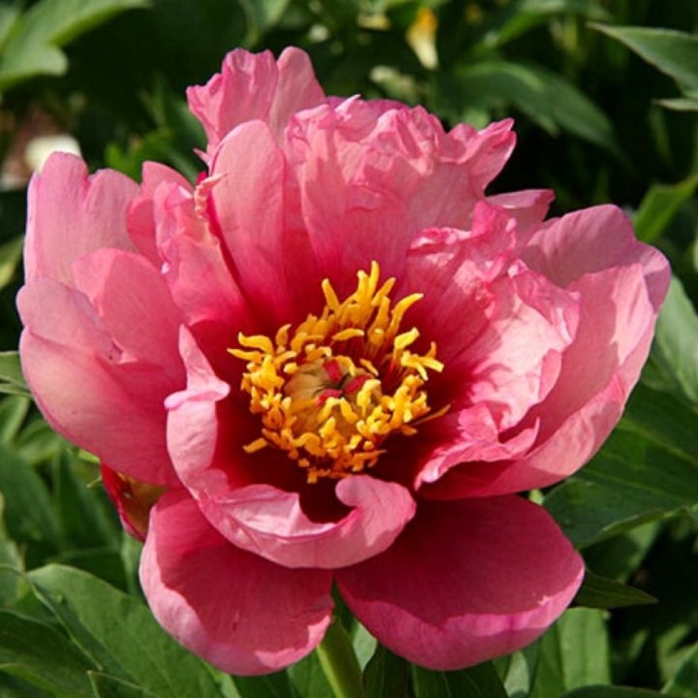 Paeonia / Bijūnas YANKEE DOODLE DANDY