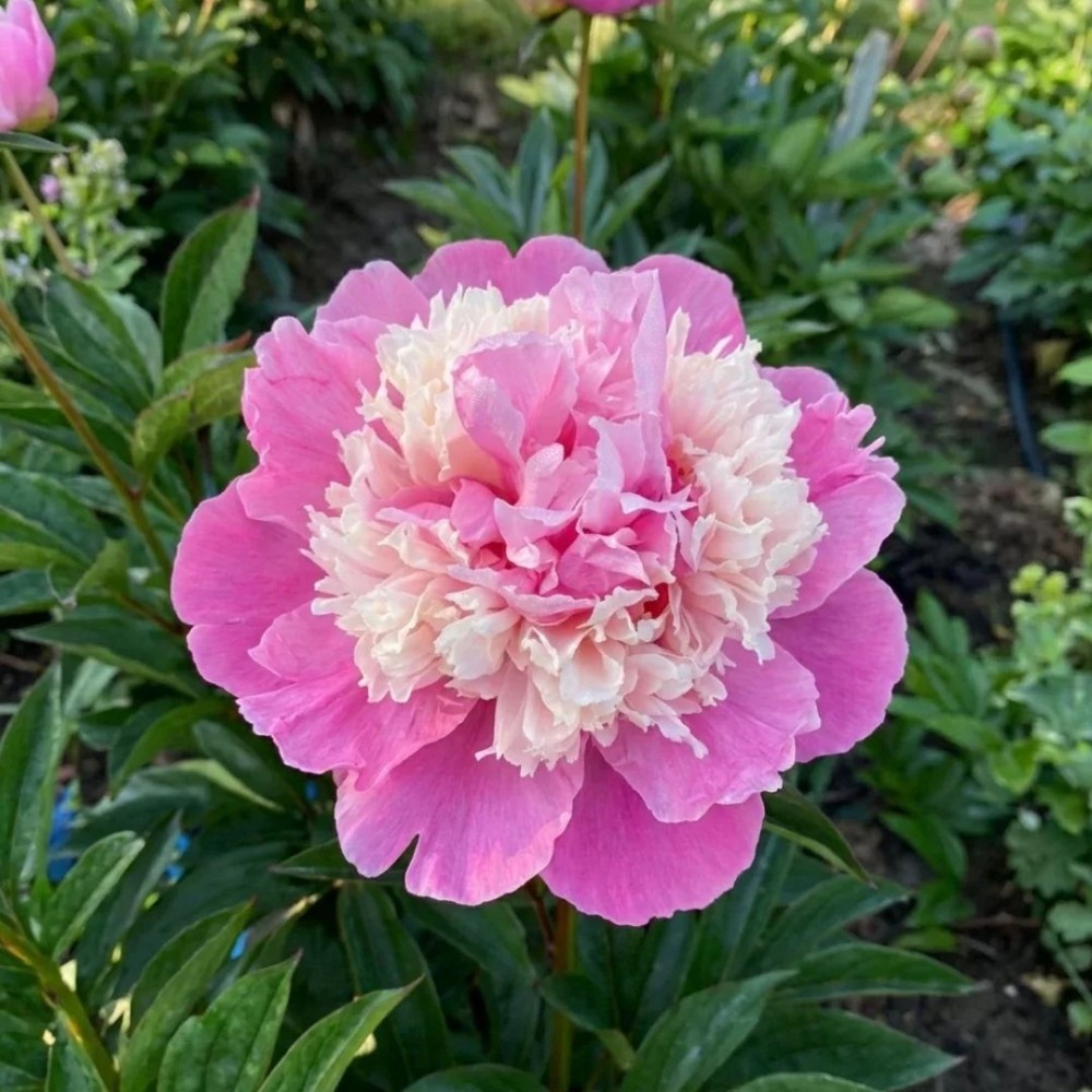 Paeonia lactiflora / Bijūnas ANIMA
