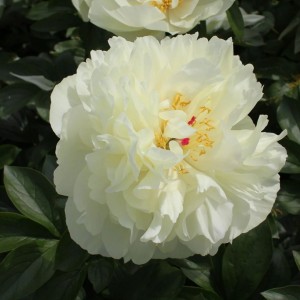 Paeonia lactiflora / Bijūnas EARLY SENSATION